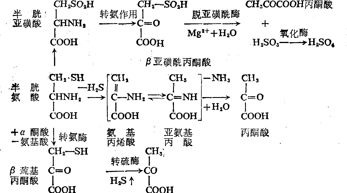 半胱氨酸