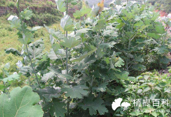 博落回提取物血根碱
