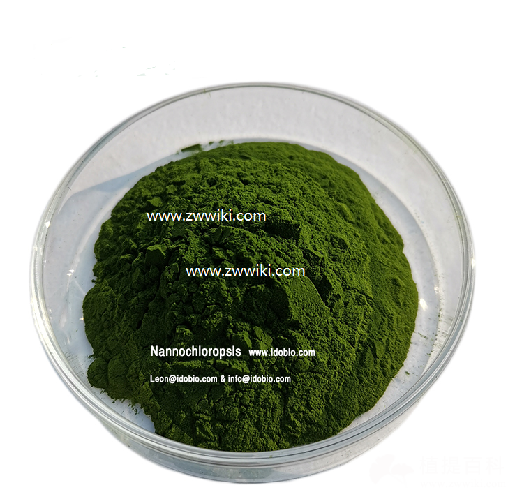 拟为绿球藻粉-nannochloropsis 海洋浮游植物