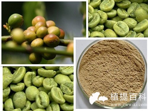 绿原酸来源-绿咖啡提取物