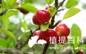 天然植物提取物