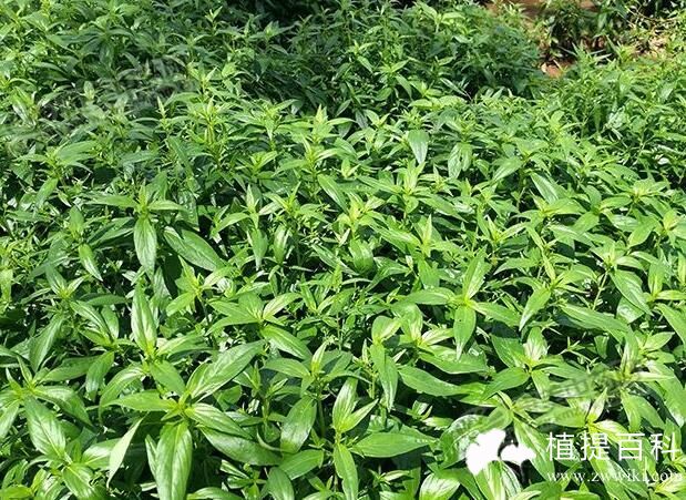 穿心莲提取物 Andrographis Paniculata PE