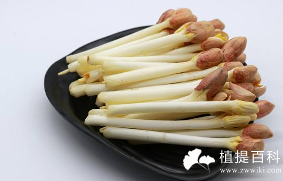 花生芽白藜芦醇含量