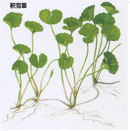 积雪草提取物