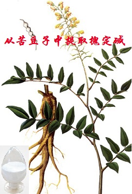槐定碱