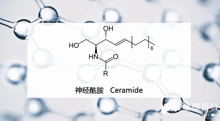 神经酰胺类Ceramides