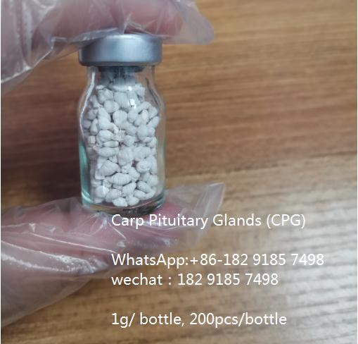 供应鲤鱼脑垂体 Carp Pituitary Glands (CPG)