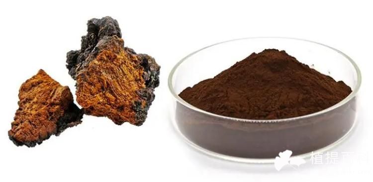 白桦茸提取物 Chaga extract