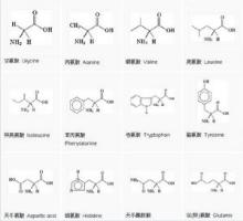 氨基酸百科 氨基酸百科